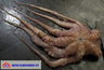 Mustekala-octopus, pakaste, 10-12kg
