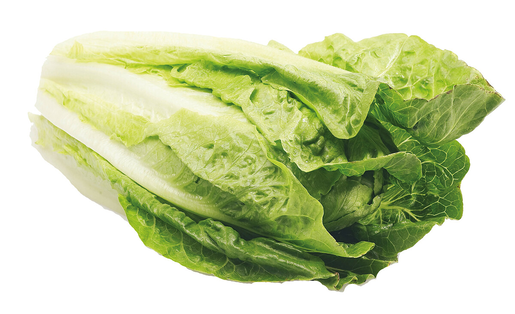 China Cabbage PT 1cl