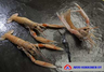 Arvo Kokkonen MSC whole lobster 13/16 1kg raw, frozen