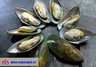 Green-shell mussel in½-shell 1kg frozen