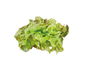 Red Oak leaf salad 250g Finland 1cl