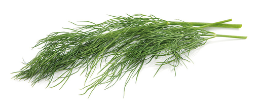 Dill 100g NLES 1cl