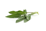 Salvia 100g Kenya 1kl
