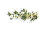 Thyme 100g Holland 1cl