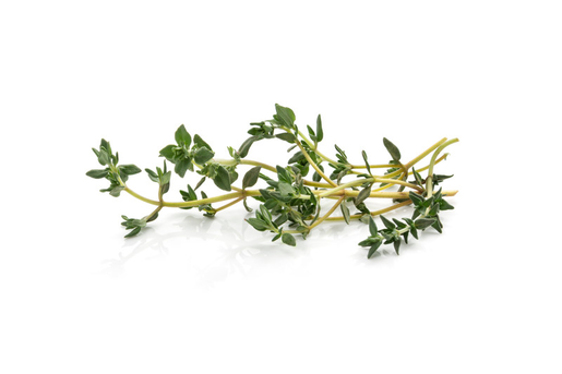 Thyme 100g Holland 1cl