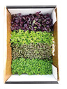 Mimis sproutbox appr100g FI