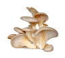 Oyster Mushroom NL 1cl