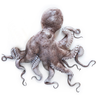 Mustekala-octopus 3-4kg pakaste